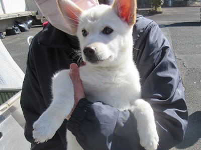 写真:新しい飼い主に抱かれる白い子犬