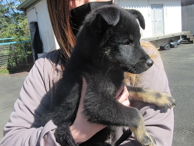 写真:新しい飼い主に抱かれる黒い子犬