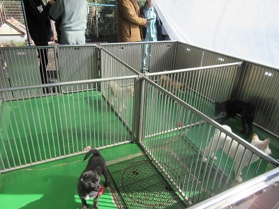 写真:子犬の展示