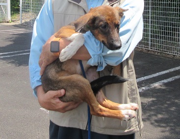 写真：希望者に抱かれている茶色の子犬