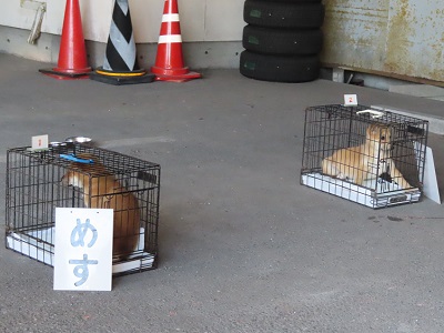 写真:1匹ずつケージに入って地面に置かれている