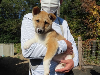 写真:希望者に抱かれる茶色の子犬