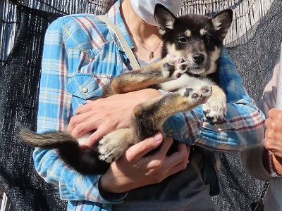 写真:希望者に抱かれる黒と茶色の毛並みの子犬