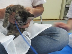 写真:膝上で抱えられた子猫