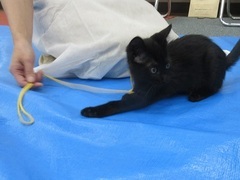 写真:遊んでもらっている黒猫