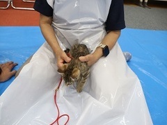 写真:膝上にいる子猫