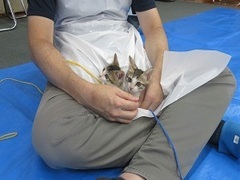 写真:2匹の猫が胡坐の中にいる様子