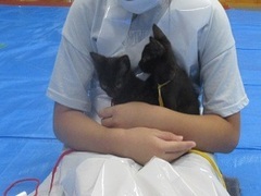 写真:2匹の子猫が抱えられている様子