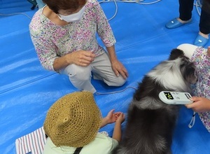 写真:犬に埋め込んだマイクロチップのリモコンを見ている様子