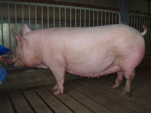 写真：フジヨーク2の妊娠豚