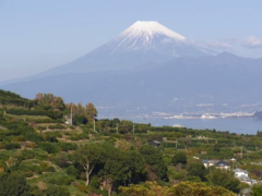 写真：西浦産地