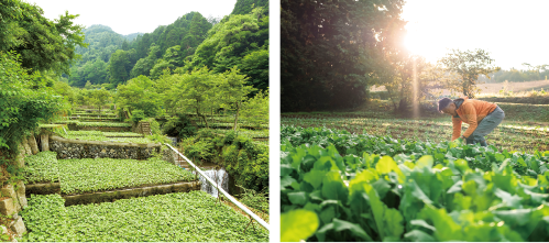 写真：畑の風景