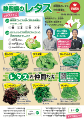 チラシ写真:レタス