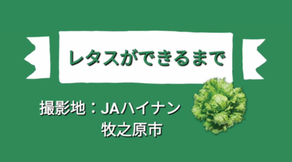 レタスができるまで　撮影地：JAハイナン 牧之原市