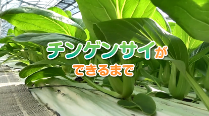 サムネイル画像：「チンゲンサイができるまで」