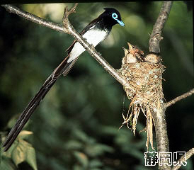 サンコウチョウの写真