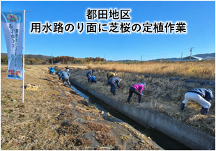 写真:用水路のり面に芝桜の定植作業