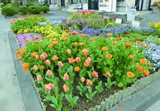 チューリップが揺れる春の花壇