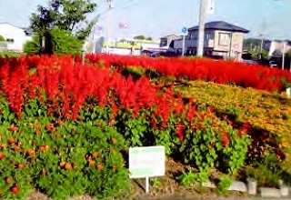 サルビアとマリーゴールドの花壇