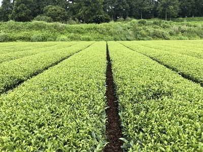 画像：有機茶生産茶園