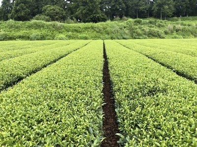 画像:有機茶生産茶園