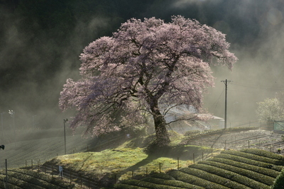 写真:春の部2