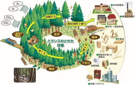 森林資源の循環利用のイメージ（出典　林野庁）