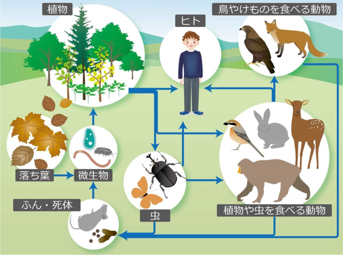 イラスト：生物多様性のバランス