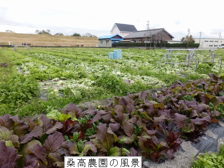 桑高農園の風景