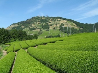 茶草場農法を実践している茶園