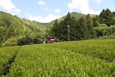 有機栽培茶園