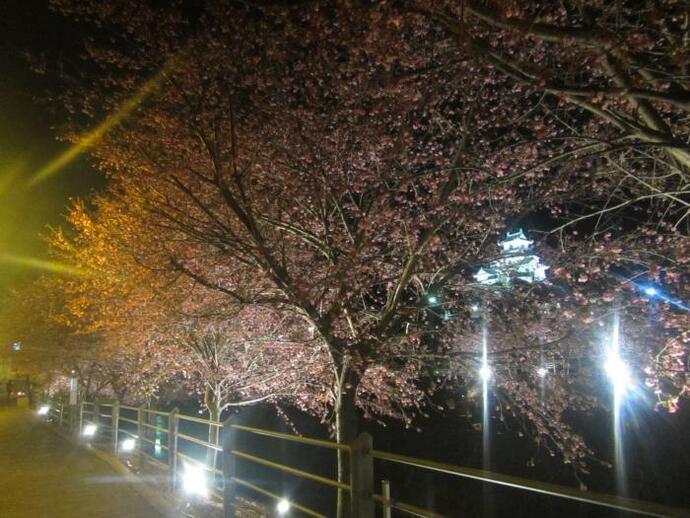 写真：天守閣と夜桜のライトアップ