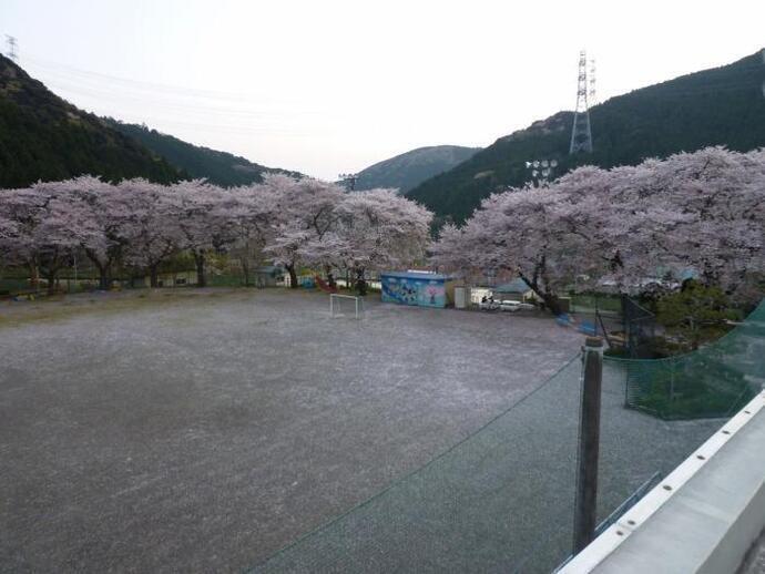 写真：校庭の桜