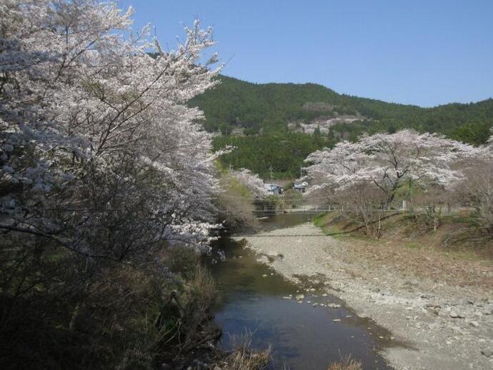 写真：川沿いの桜