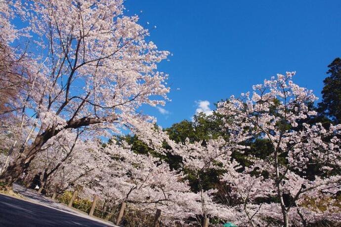 写真：法多山尊永寺の桜