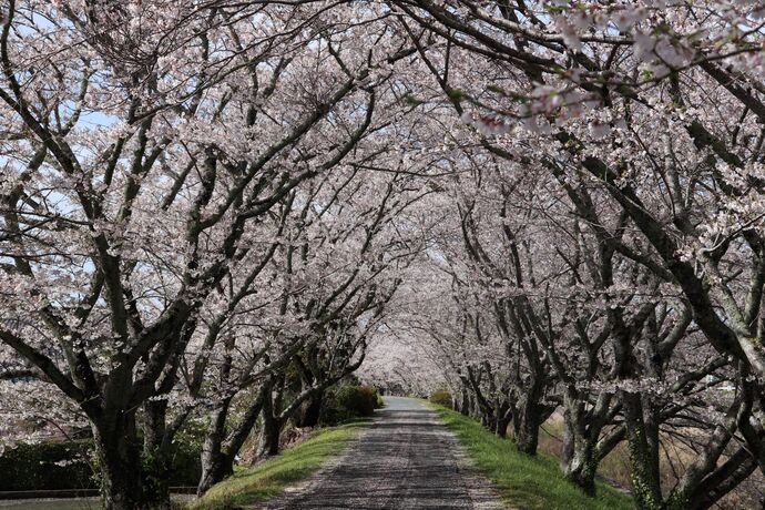 写真：桜のアーチ