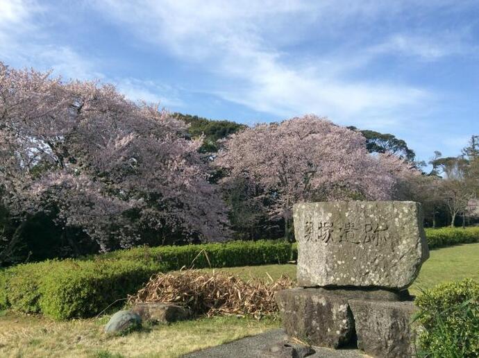 写真：公園の桜