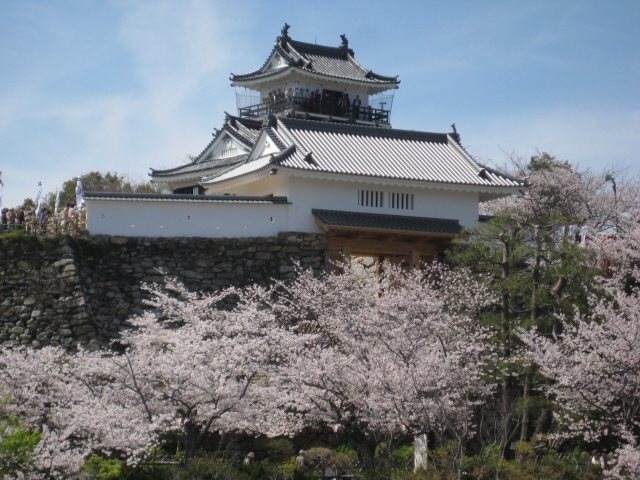 写真：浜松城と桜