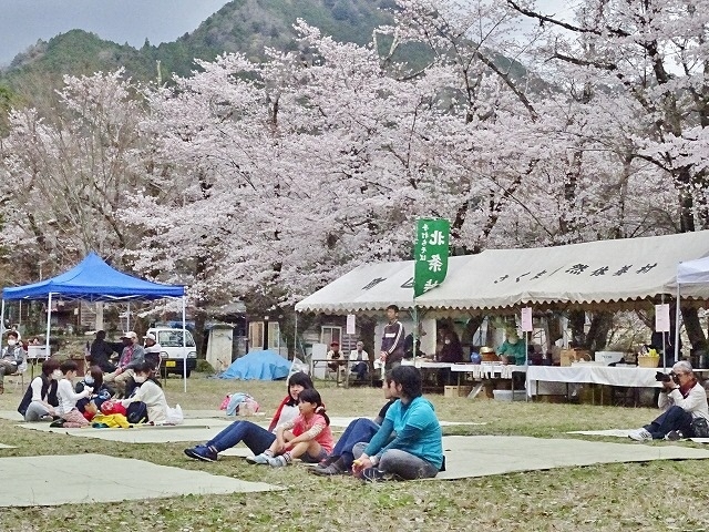 写真：さくら祭りと桜