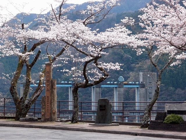 写真：ダムと桜