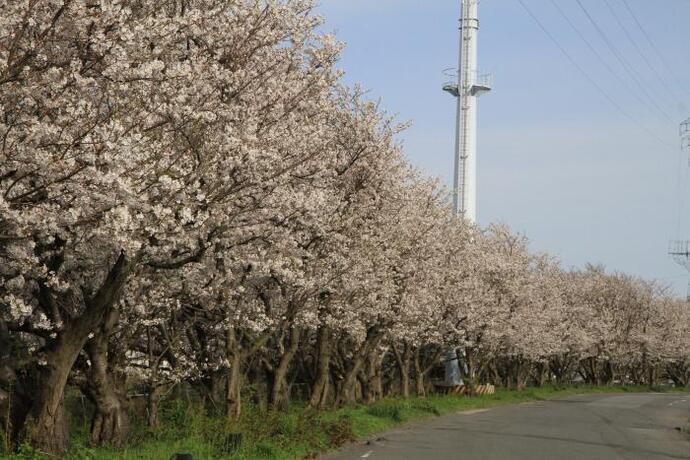 写真：桜並木