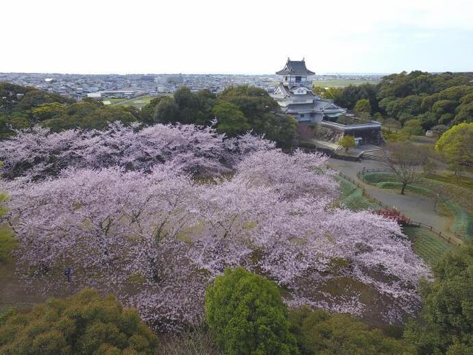 写真：展望台小山城と桜