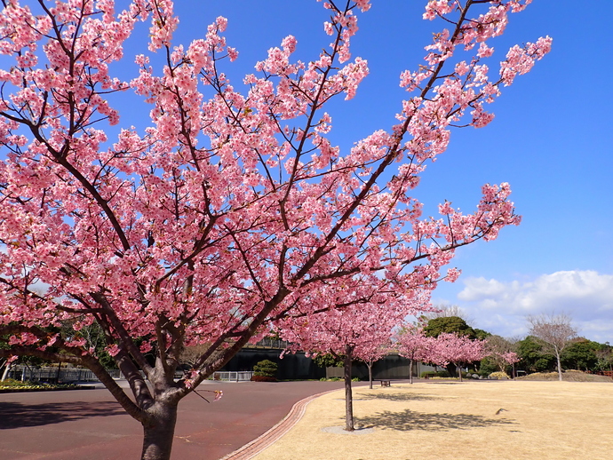 写真：吉田公園の桜