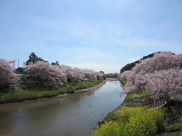 写真：両岸の桜