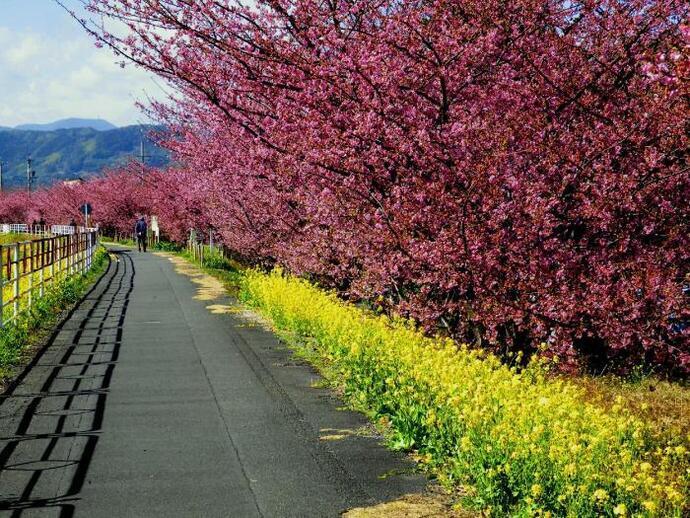 写真：左岸沿いの早咲き桜