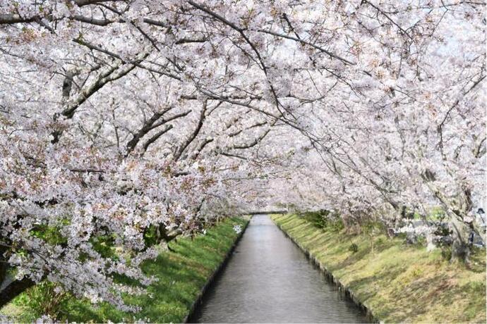 写真：桜のアーチ