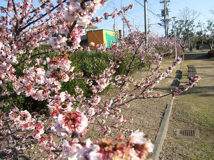 写真：園内の桜