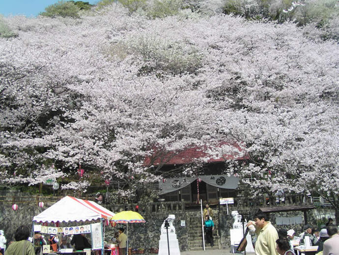 写真：御殿山の桜