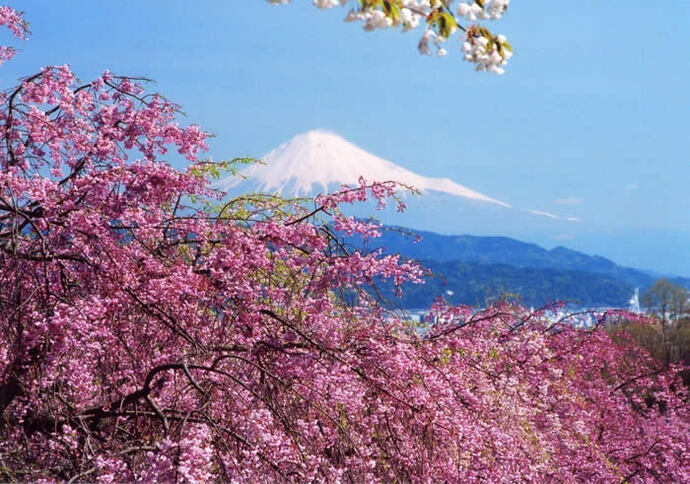 写真：富士山と桜