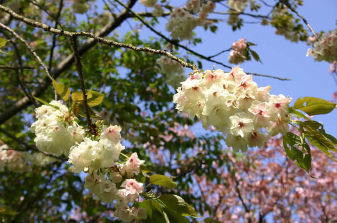写真：枝先に咲いている桜の花